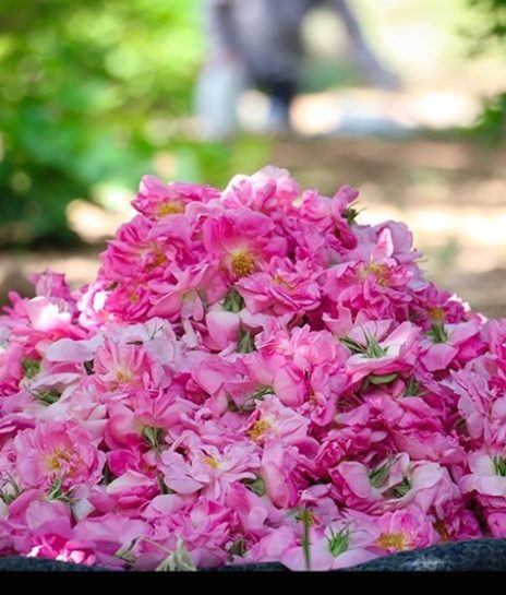 golmohammadi